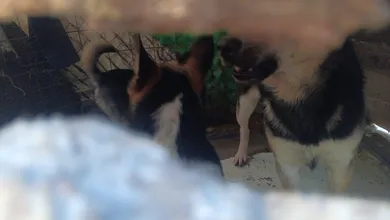 Inspección de autoridades por animales en domicilio