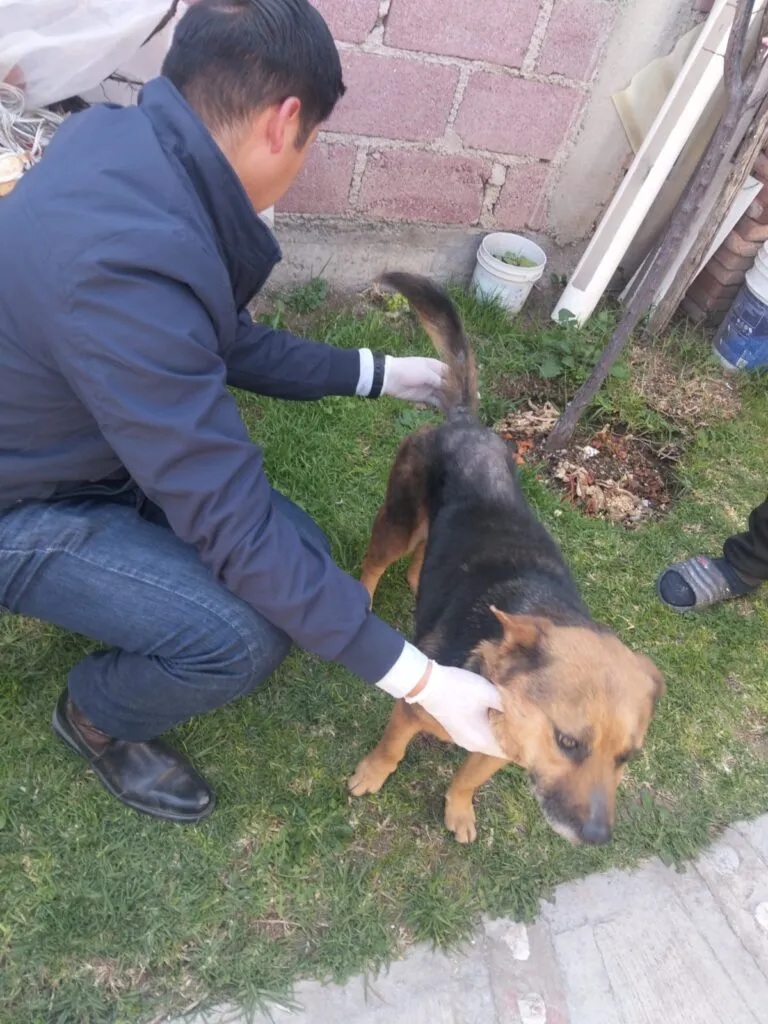 Mineral de la Reforma: rescatan a perrita víctima de crueldad extrema y presunto abuso en Colinas de Plata