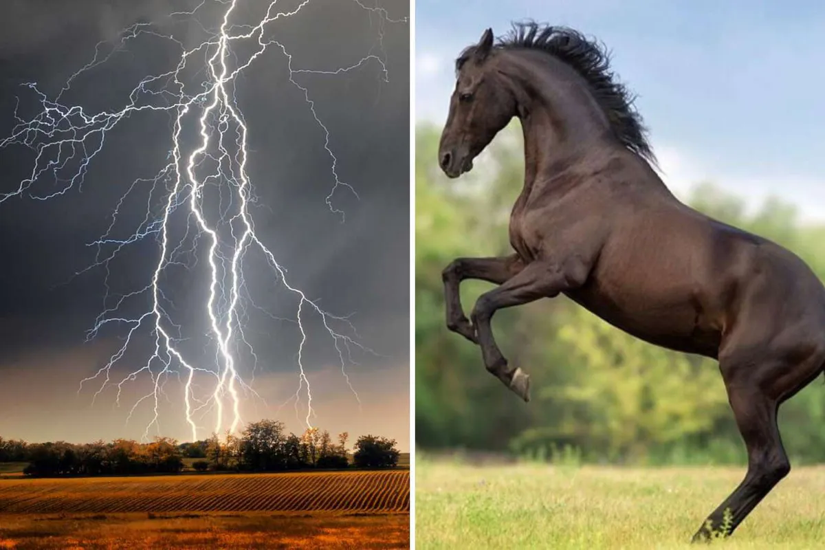 Muere caballo al ser impactado por rayo en Alfajayucan