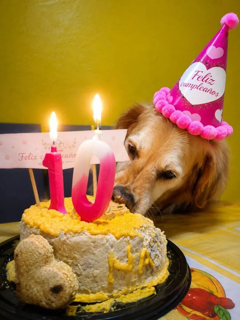 Emprender con amor: Lorena  y su repostería para mascotas