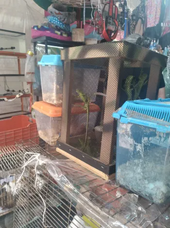 Iguana
