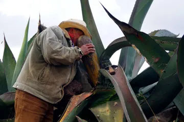 Proponen replantear veda magueyera en Hidalgo