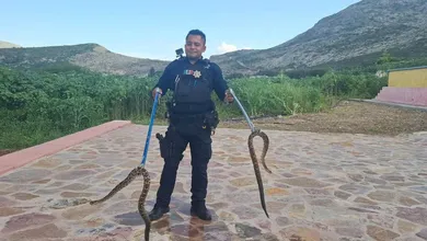 Víboras de Cascabel en Zimapán