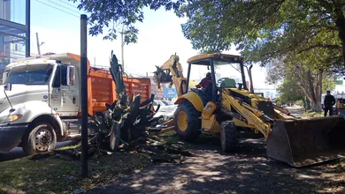 Acusan retiro de magueyes en Tulancingo