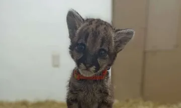 Unidad de Rehabilitación de Fauna pide apoyo para pumas localizados en Tlanchinol