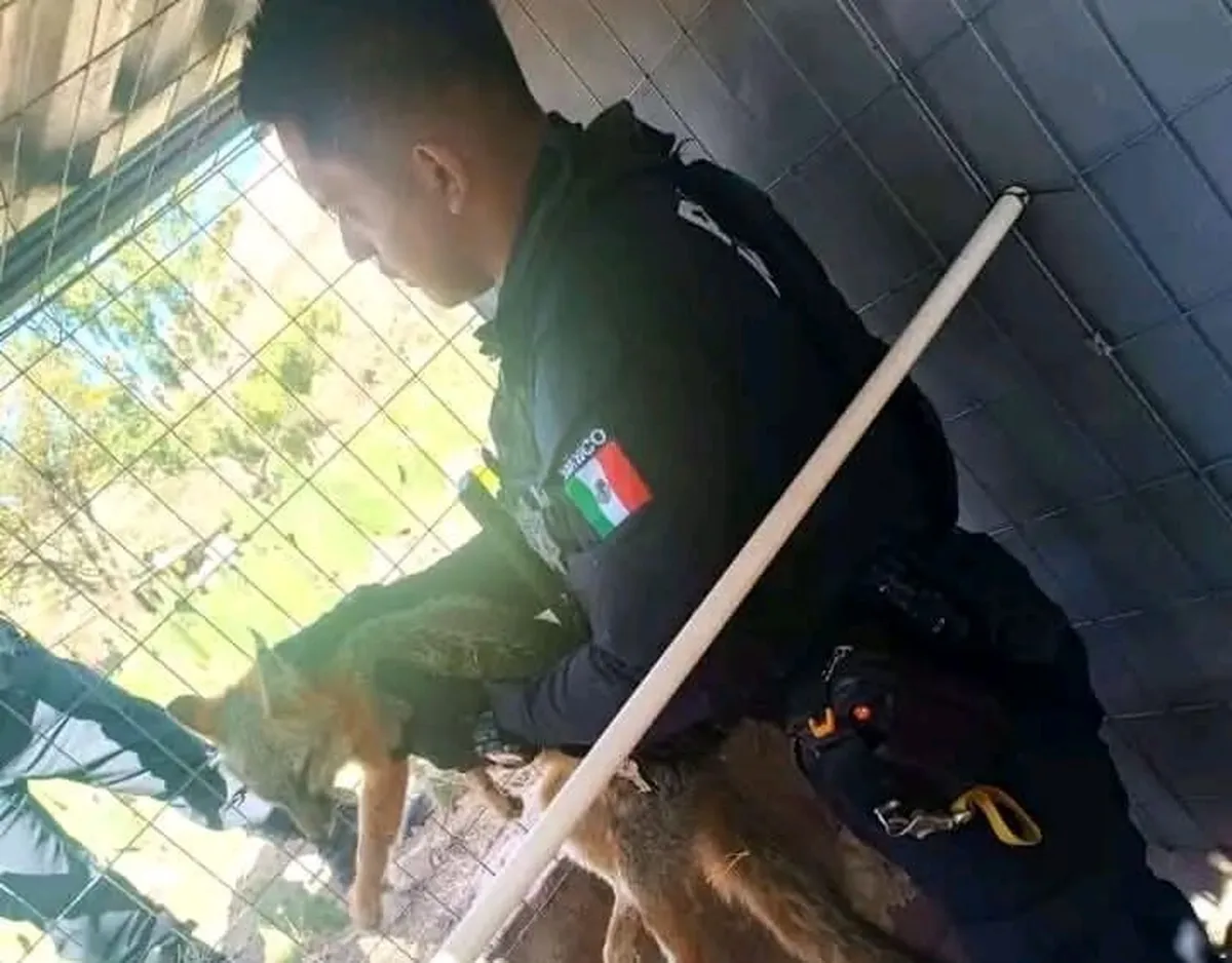 Zimapán: capturan y resguardan ejemplar de zorro gris