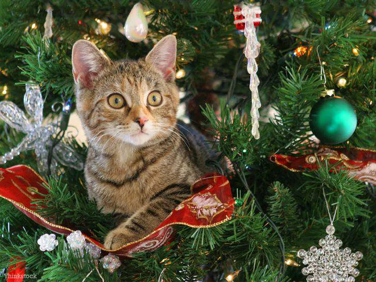 ¿Cómo evitar que tu gato se suba al árbol de Navidad?