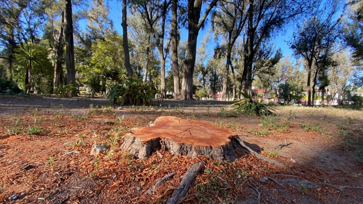 Retiro de árboles dañados en el Parque Pasteur