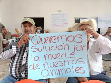 Mosco culex invade comunidades por avance lento contra lirio en presa Endhó: denuncian muerte de animales