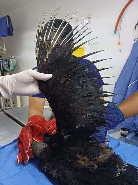 En Pachuca atienden a zopilote quemado en incendio de Tenango de Doria