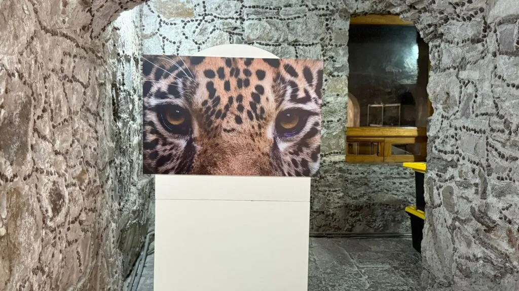 ¡Pacus inspira! Hidalgo celebra Día Estatal del Jaguar