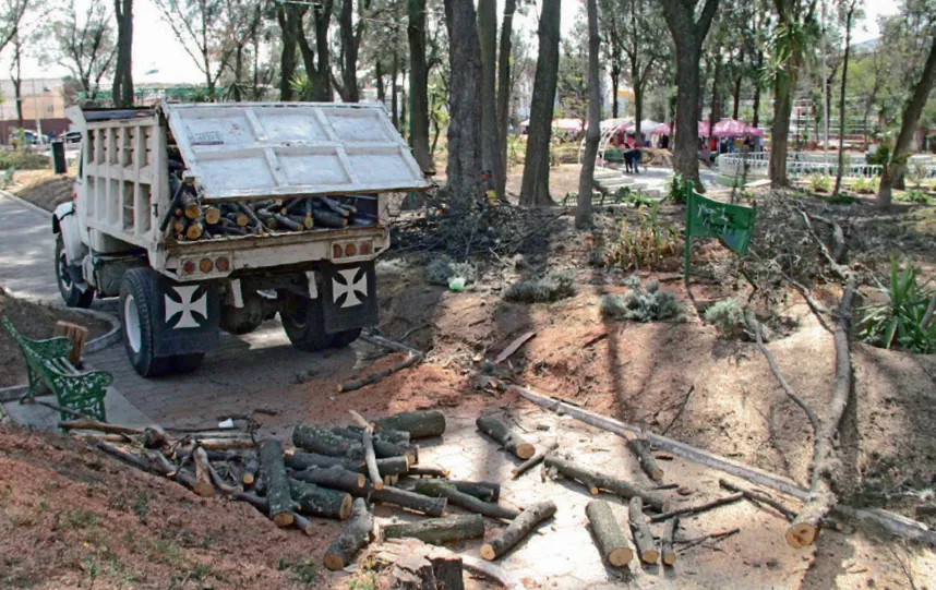 Plaga obliga a talar árboles del Pasteur