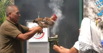 VIDEO | Sacrifican gallina en Senado; senador justifica maltrato animal