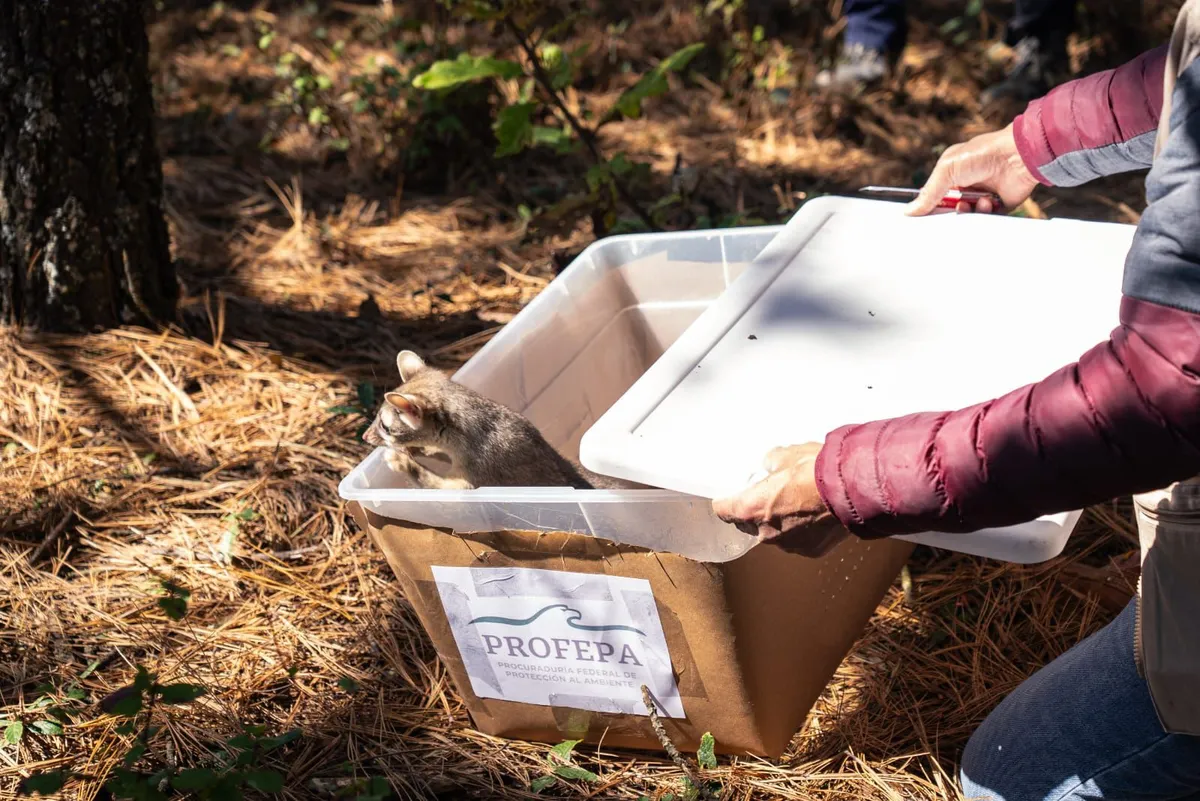 Liberan fauna rehabilitada en área natural de Epazoyucan