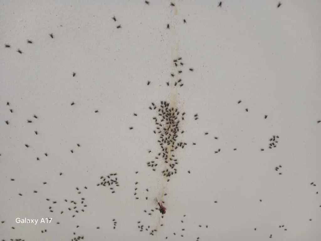 ¡Vecinos ya no saben cómo contener la plaga! Moscas invaden viviendas en Tizayuca