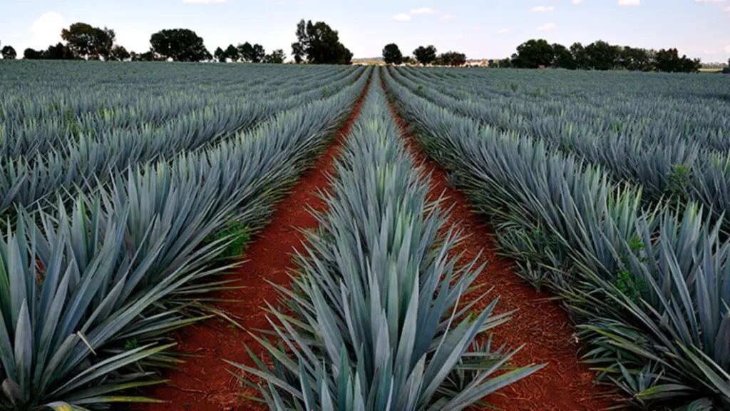 Rescatan en Hidalgo dulzura del agave con tecnología; mujeres Hñähñu operarán planta en 2027