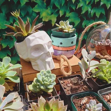 Helado Oculto organiza el bazar ‘Festín Botánico’
