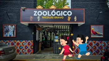 Tres monos araña se integran al Zoológico Nicolás Bravo de Tulancingo para fortalecer la conservación animal.