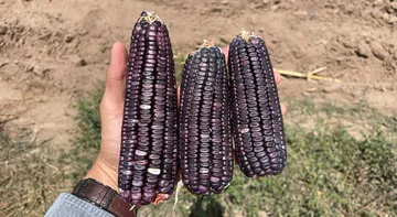 Desarrollan técnica experimental para producir maíz azul