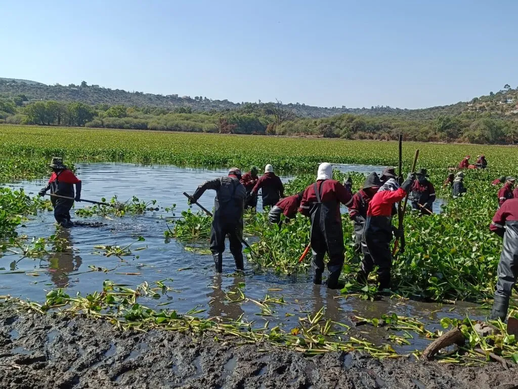 Sacan 7 mil toneladas de lirio de la presa Endhó; no es suficiente 