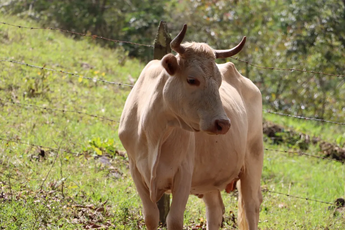 Hidalgo registra 300 casos de gusano barrenador, pero bajo control