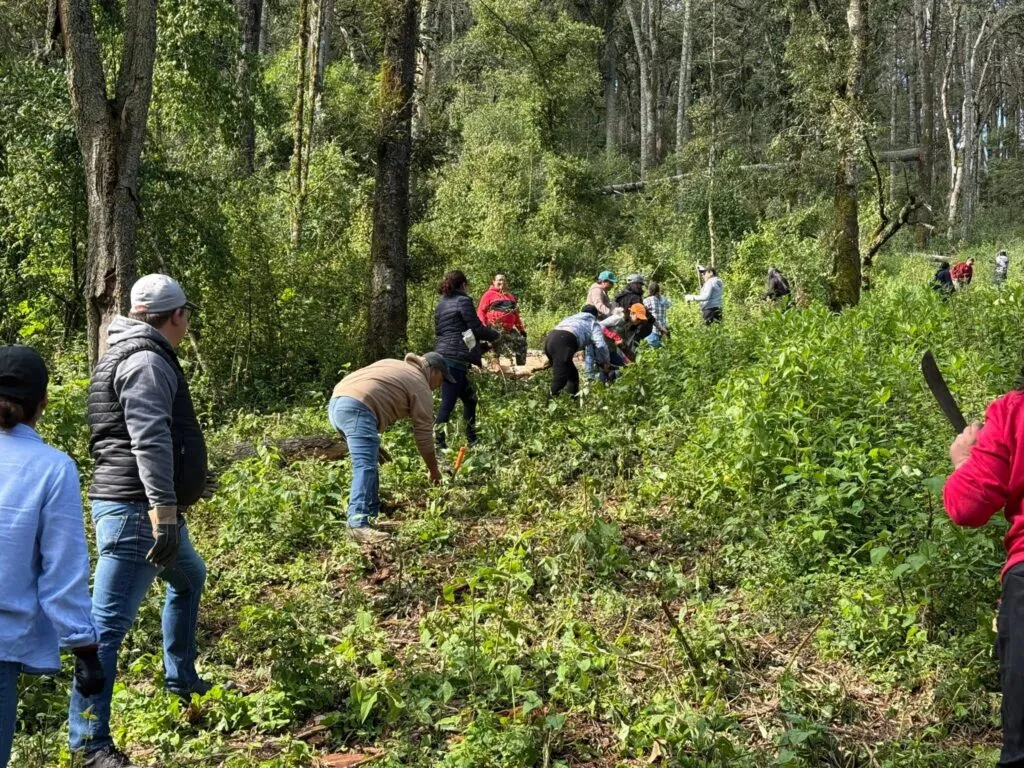 El Hiloche ya no es el mismo: árboles cortados y una reforestación que enfrenta obstáculos