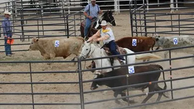 Ranch Sorting
