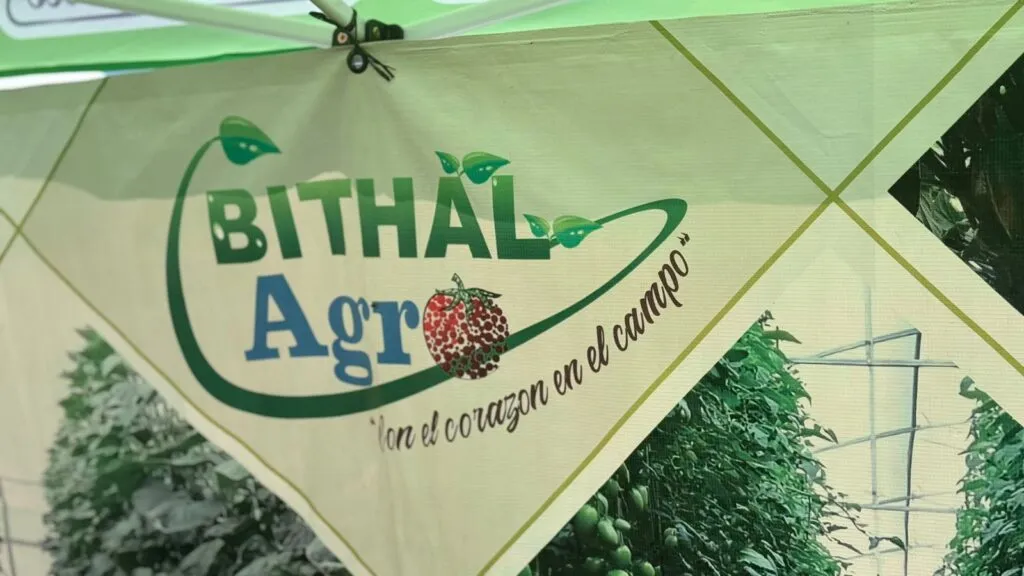 ¿Por qué la producción de jitomate en Tulancingo está desplomándose este 2025?