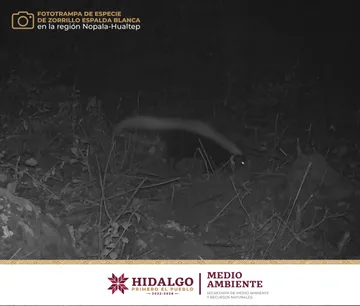 Con cámaras trampa detectan cinco especies de fauna silvestre  