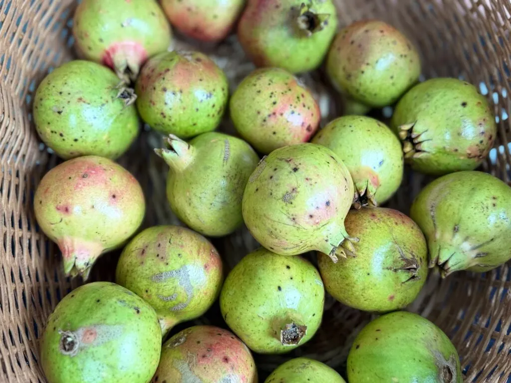 Granada de Tasquillo: el fruto hidalguense que busca una denominación de origen