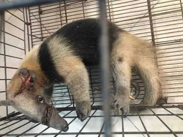 Muere oso hormiguero agredido en Huejutla