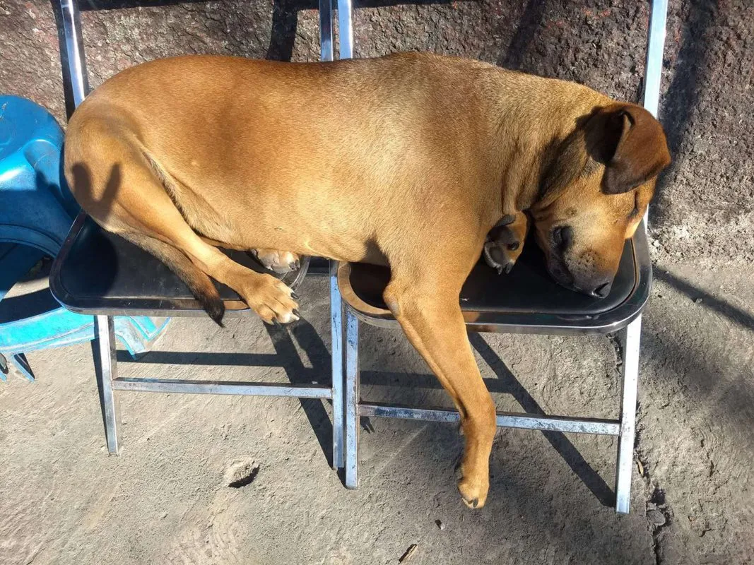 Canela la perrita checadora de combis en Pachuca
