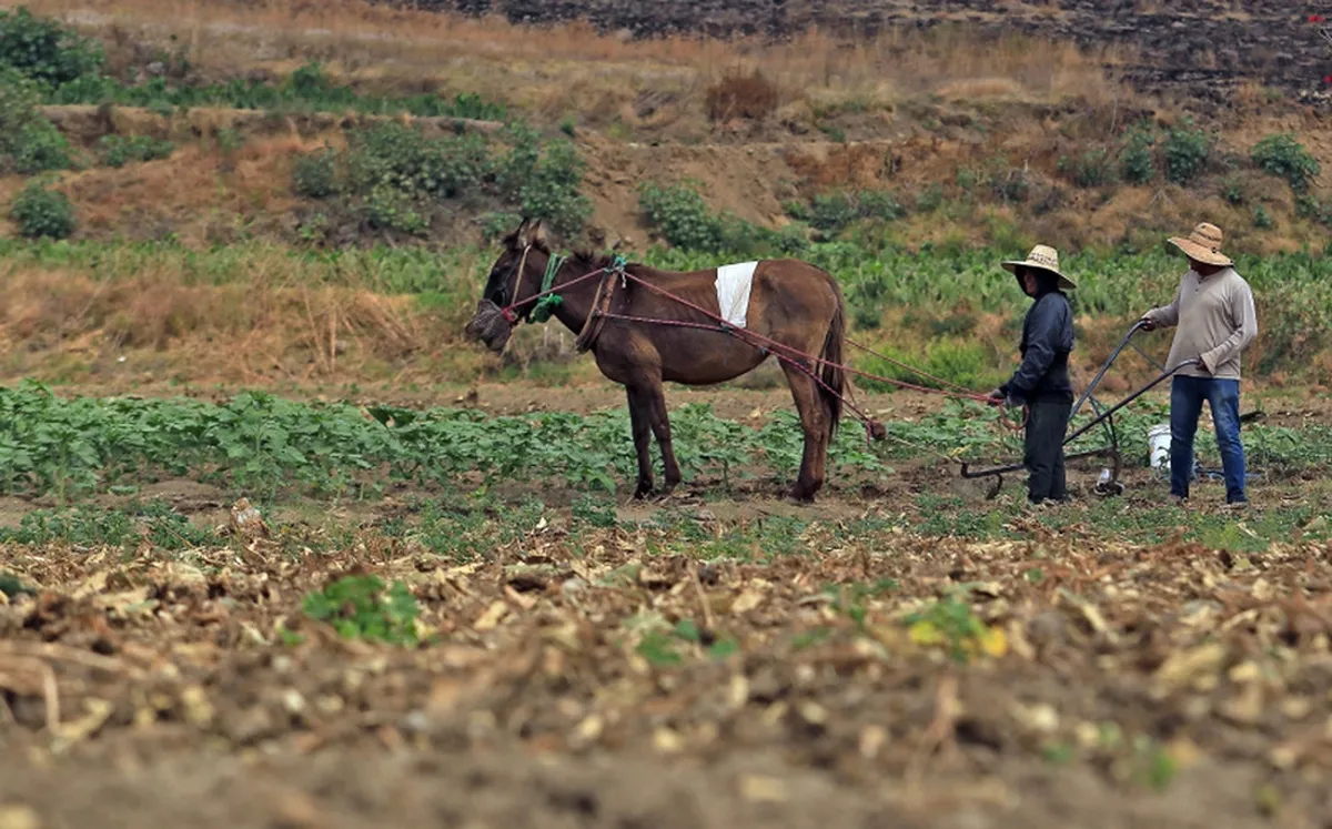 Solo municipios de la sierra baja escapan a la sequía