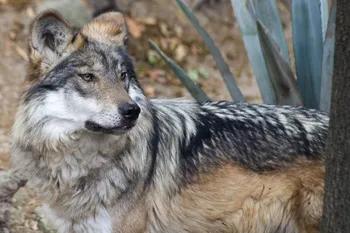 Lobo Mexicano