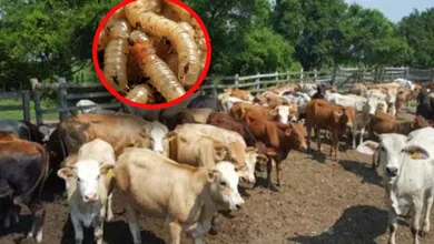 posibles casos de gusano barrenador en Actopan y San Salvador