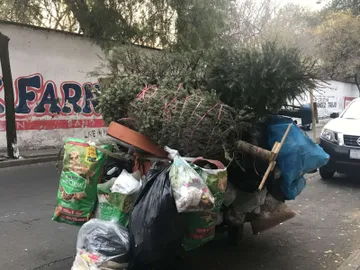 Exhorta alcaldía de Pachuca a llevar árboles navideños a Bioparque