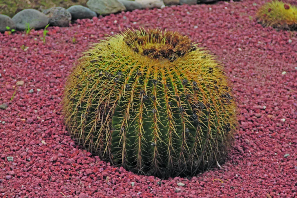 Parque Ecológico de Cubitos, el pulmón verde de la ciudad