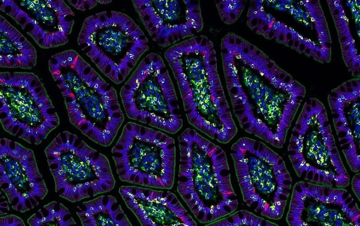 La inteligencia artificial, capaz de crear la primera célula humana virtual