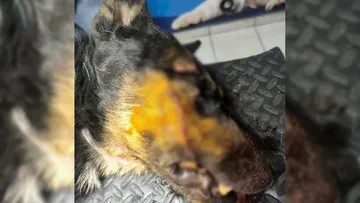 Identifican a agresor de lomito en Ixmiquilpan; será castigado