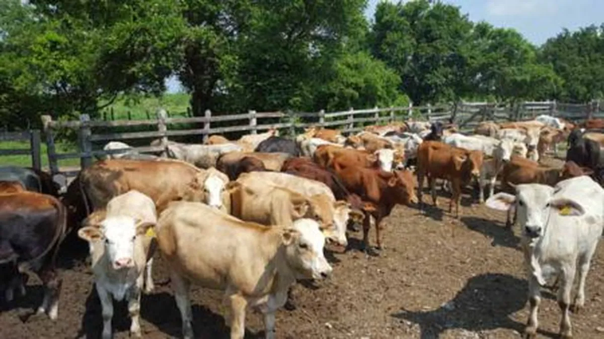 Hidalgo registra diez casos de rabia en animales de interés económico