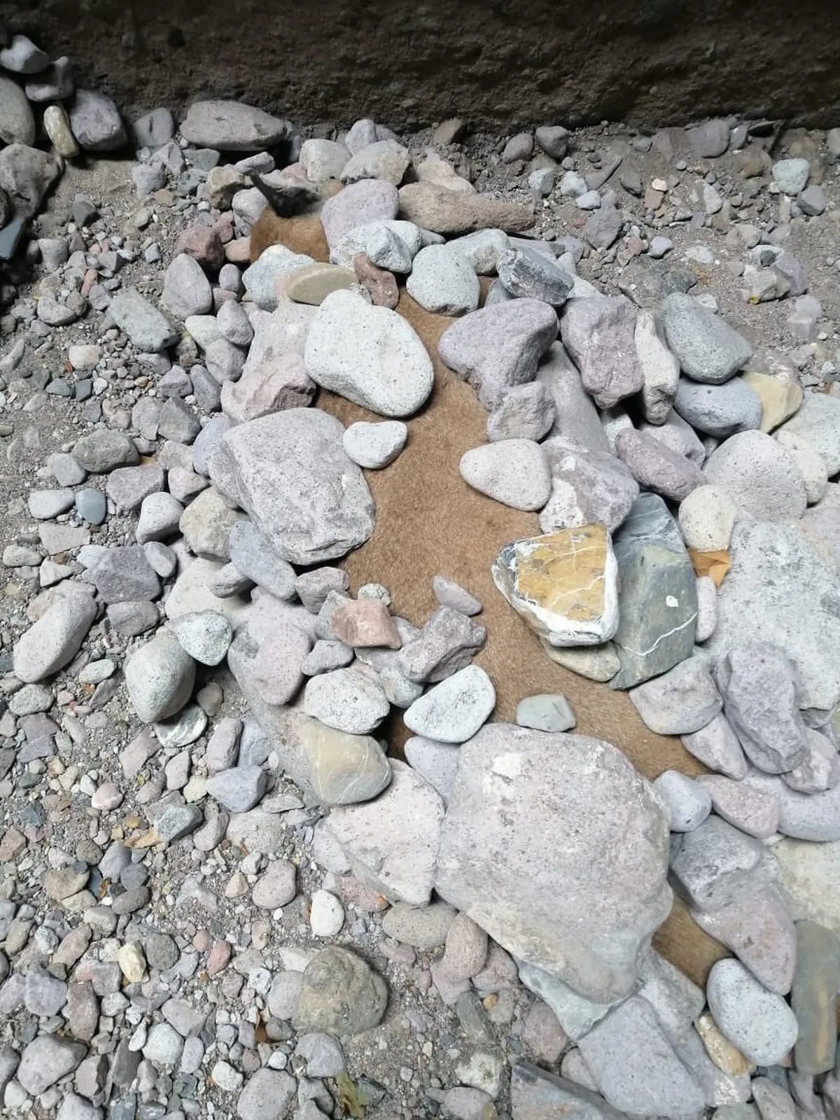 VIDEO| Encuentran puma muerto en Tasquillo