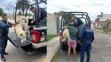 Perro Aslan rescatado en Tulancingo