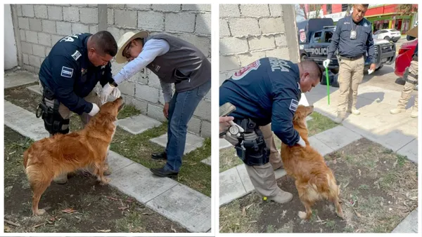 Rescate de canina por presunto maltrato en Mineral de la Reforma
