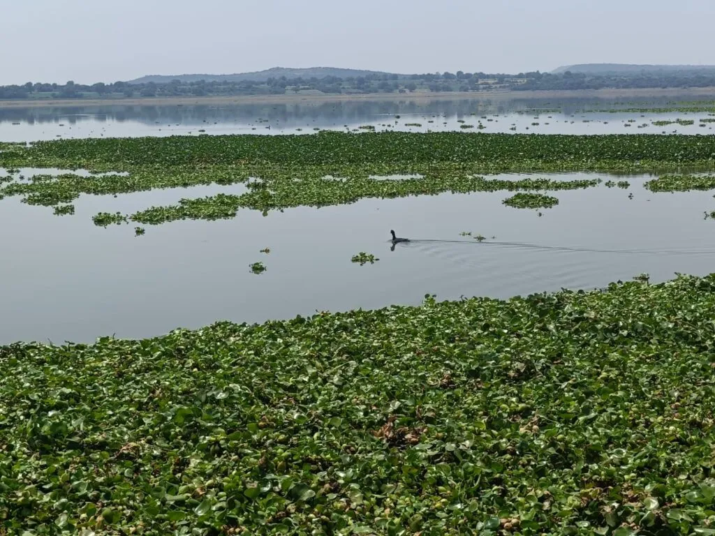 Marinos y pobladores mantienen lucha contra el lirio en la presa Endhó; desmienten a panistas
