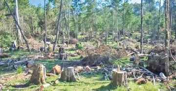 Denuncian a empresa extranjera por daño ecológico en Zimapán