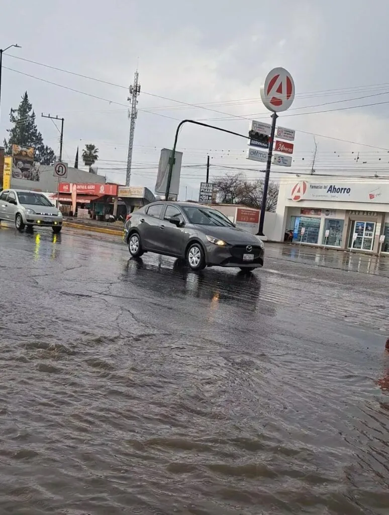 Árbol cae por lluvias en Ixmiquilpan