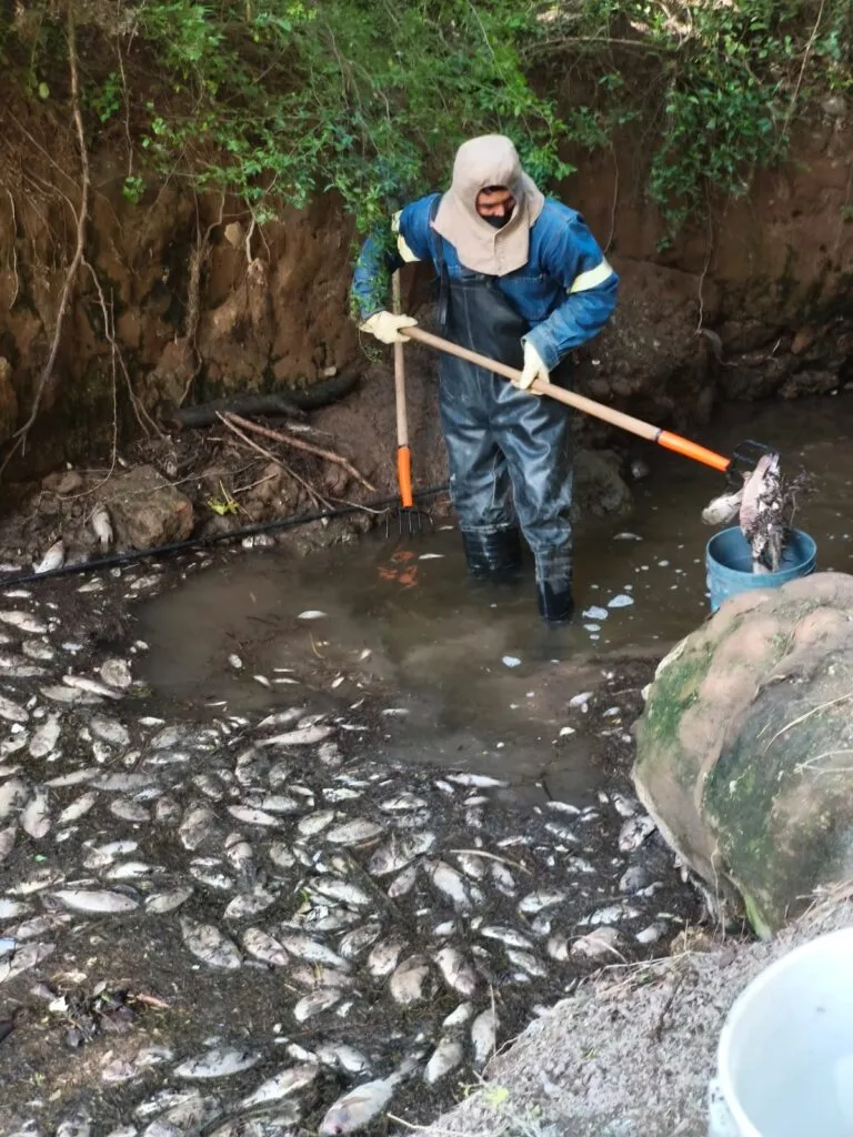 Miles de peces murieron en Tula y ahora preparan un plan para evitar otra crisis