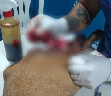 ¡Otro caso de maltrato animal!, balean a perrita en Tula