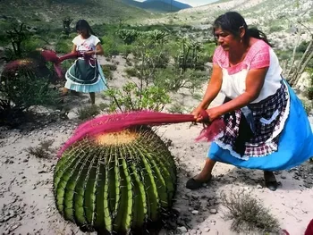 Rescatan en Hidalgo dulzura del agave con tecnología; mujeres Hñähñu operarán planta en 2027