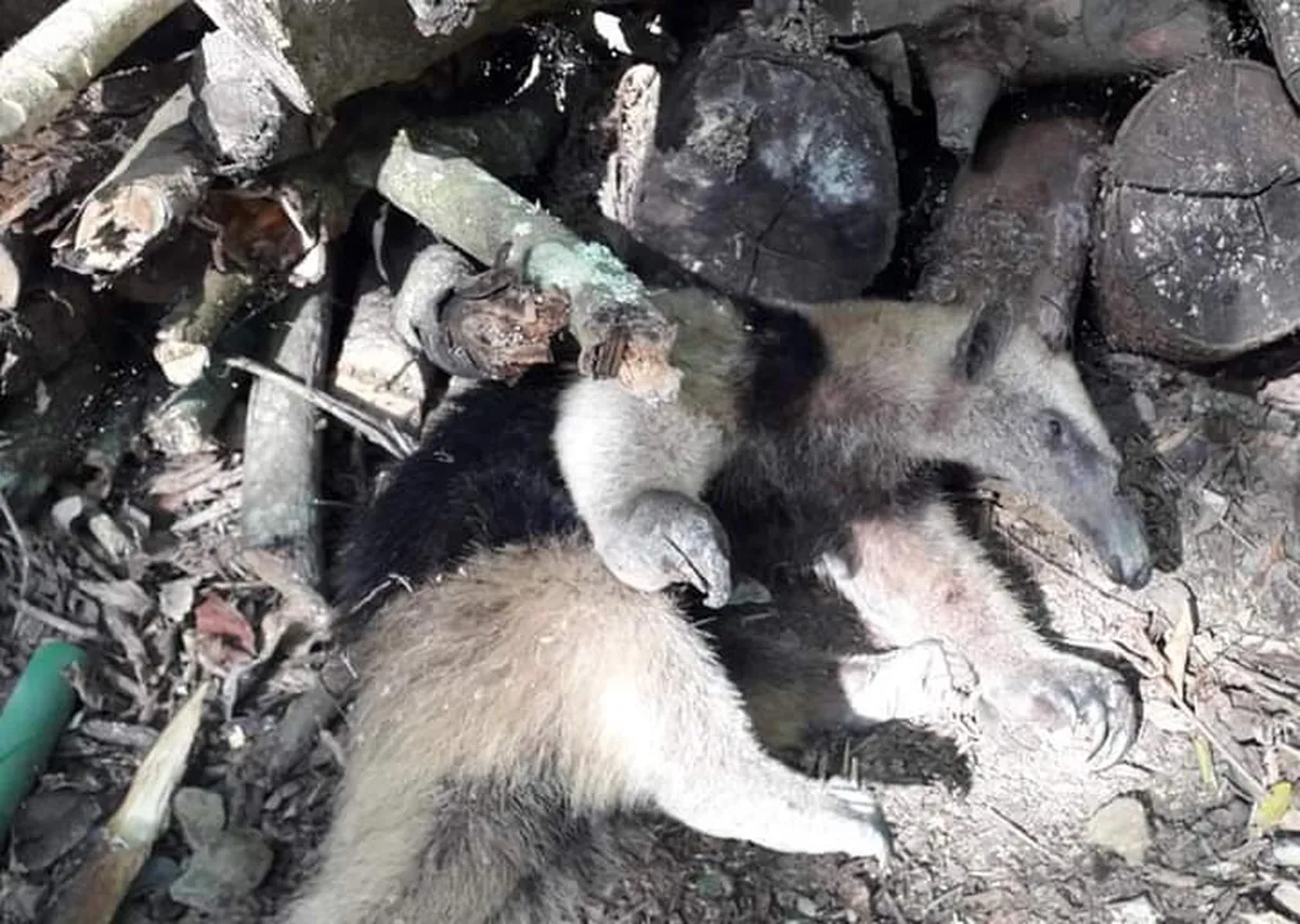 Machetean a oso hormiguero en Huejutla; activistas piden respetar la fauna